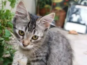 Gato raça SRD-ViraLata idade 2 a 6 meses nome Violeta