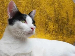 Gato raça SRD idade 1 ano nome Toninho Rodrigues