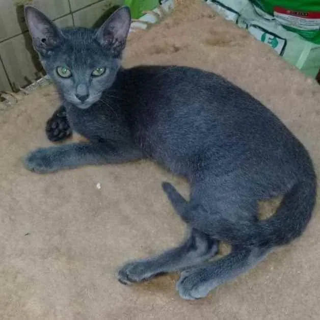 Gato ra a SRD idade  nome Blue