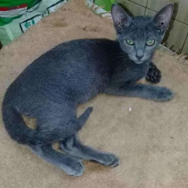 Gato ra a SRD idade 2 a 6 meses nome Blue