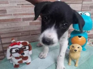 Cachorro raça SRD idade 2 a 6 meses nome Malhado