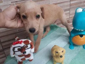 Cachorro raça SRD idade 2 a 6 meses nome Toby