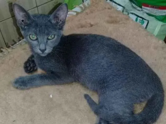 Gato ra a SRD idade  nome Blue