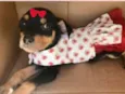 Valentina 