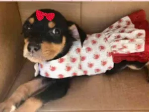 Cachorro raça Mestiça  idade 2 a 6 meses nome Valentina 