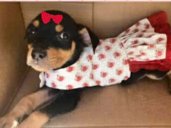 Cachorro ra a Mestiça  idade 2 a 6 meses nome Valentina 