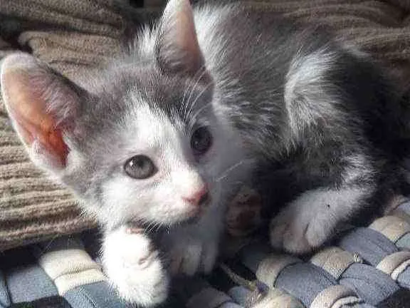 Gato raça RND idade Abaixo de 2 meses nome Bolínha 