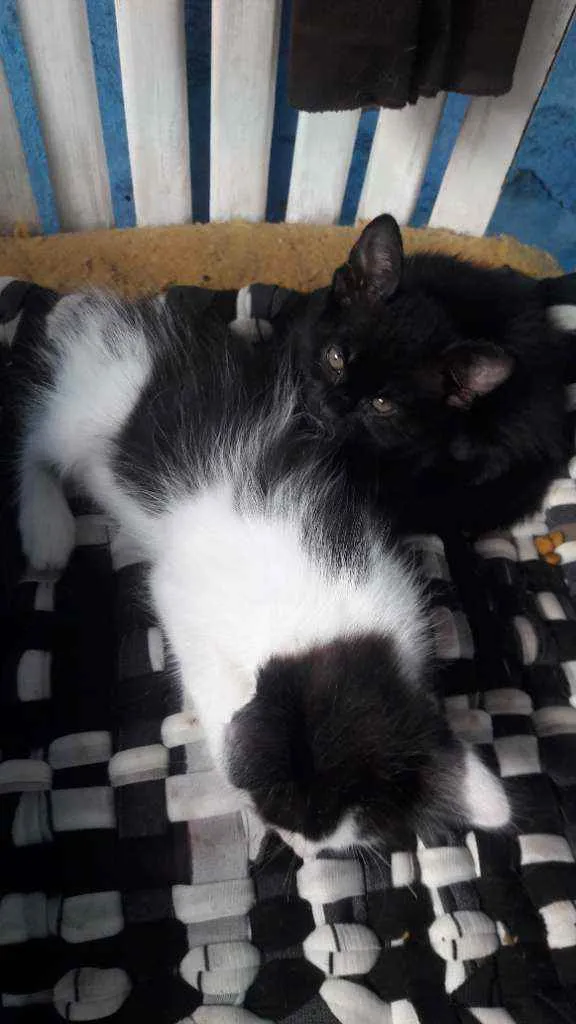 Gato raça RND idade Abaixo de 2 meses nome Pretinha 