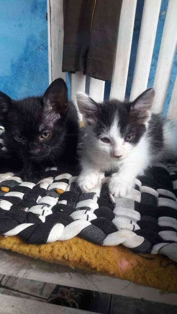 Gato raça RND idade Abaixo de 2 meses nome Frajolínha 