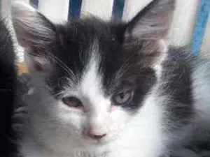 Gato raça RND idade Abaixo de 2 meses nome Frajolínha 