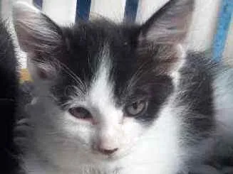 Gato raça RND idade Abaixo de 2 meses nome Frajolínha 