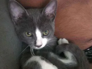 Gato raça RND idade 2 a 6 meses nome Thor