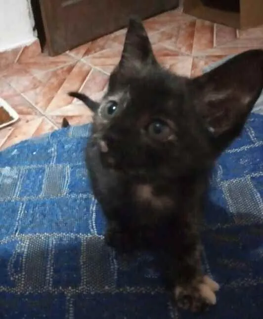 Gato ra a RND idade Abaixo de 2 meses nome Estrelinha 