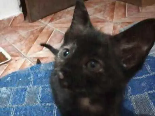 Gato ra a RND idade Abaixo de 2 meses nome Estrelinha 