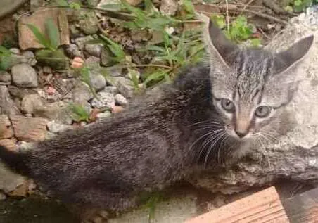 Gato raça RND idade 2 a 6 meses nome Tigrão 