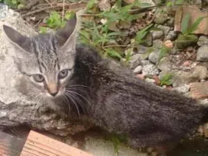 Gato raça RND idade 2 a 6 meses nome Tigrão 