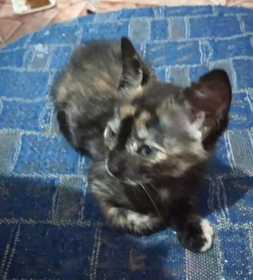 Gato ra a RND idade Abaixo de 2 meses nome Amóra