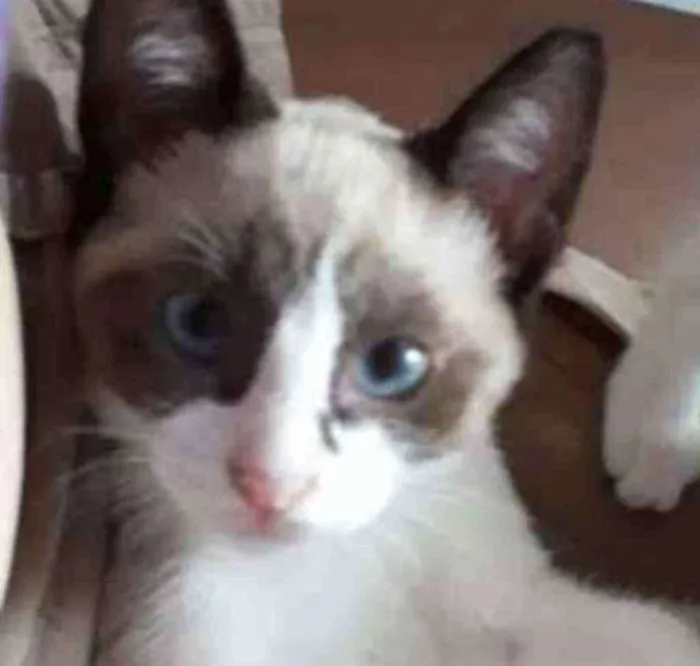 Gato ra a SRD  idade 2 a 6 meses nome Sem nome