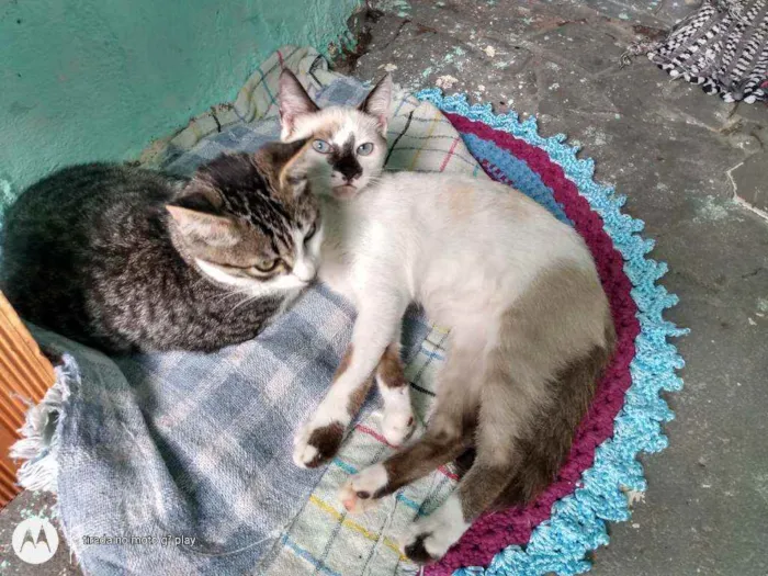 Gato ra a SRD  idade 2 a 6 meses nome Sem nome
