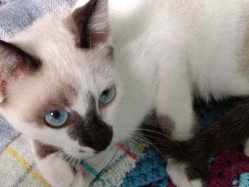 Gato ra a SRD  idade 2 a 6 meses nome Sem nome