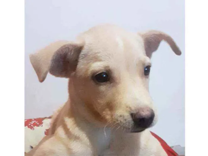 Cachorro ra a SRD idade 2 a 6 meses nome Max