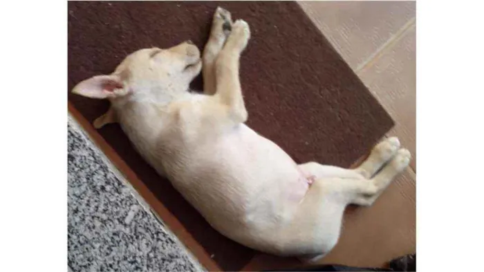 Cachorro ra a SRD idade 2 a 6 meses nome Max