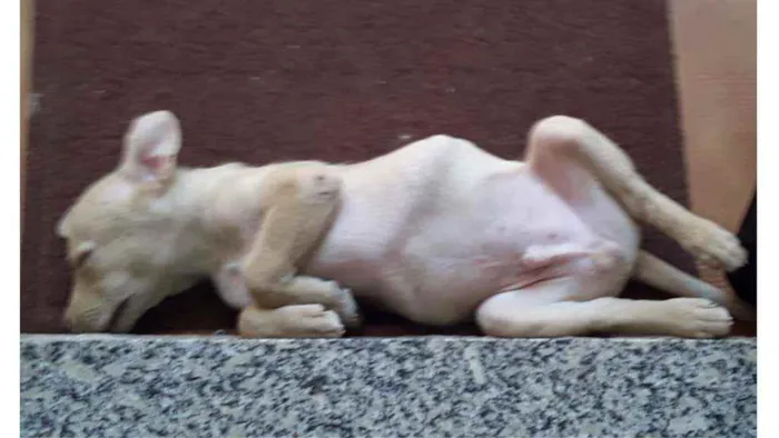 Cachorro ra a SRD idade 2 a 6 meses nome Max