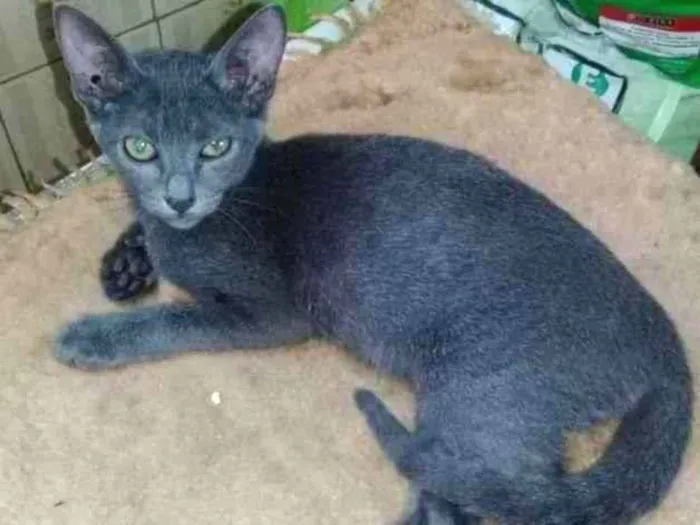 Gato ra a SRD idade 2 a 6 meses nome Blue