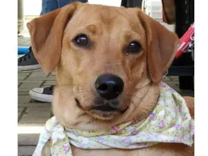 Cachorro raça SRD-ViraLata idade 3 anos nome Gaya