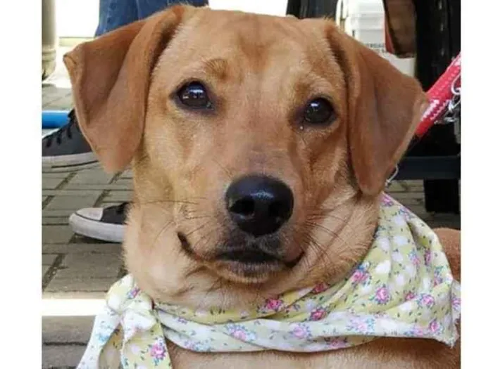 Cachorro ra a SRD-ViraLata idade 3 anos nome Gaya