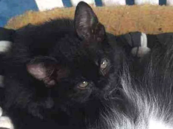Gato raça RND idade Abaixo de 2 meses nome Pretinha 