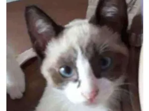Gato raça SRD  idade 2 a 6 meses nome Sem nome