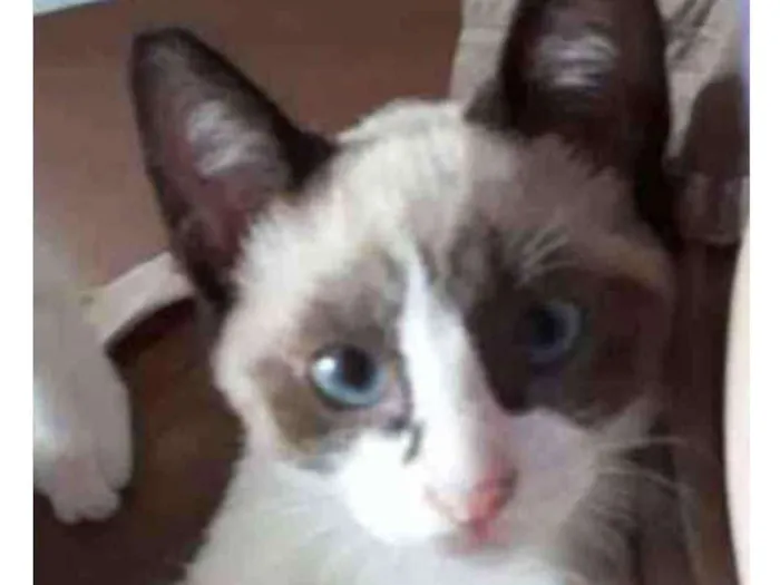Gato ra a SRD  idade 2 a 6 meses nome Sem nome
