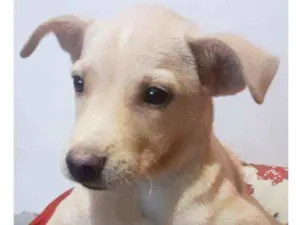 Cachorro raça SRD idade 2 a 6 meses nome Max