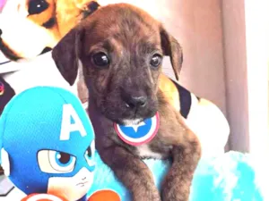 Cachorro raça Linda idade Abaixo de 2 meses nome Gito 