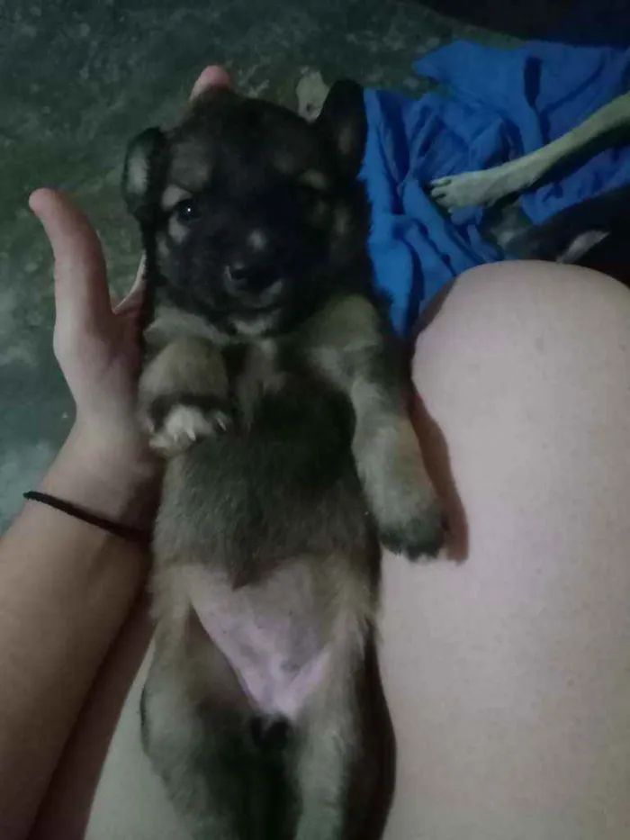 Cachorro ra a Não sei idade Abaixo de 2 meses nome Mel