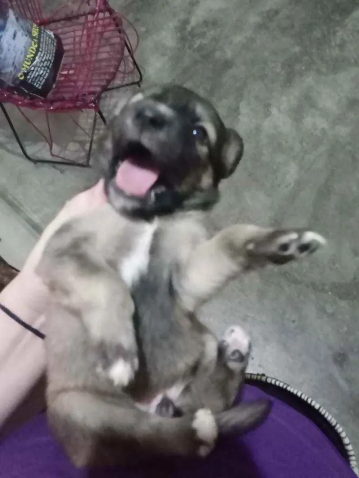 Cachorro ra a Não sei idade Abaixo de 2 meses nome Mel