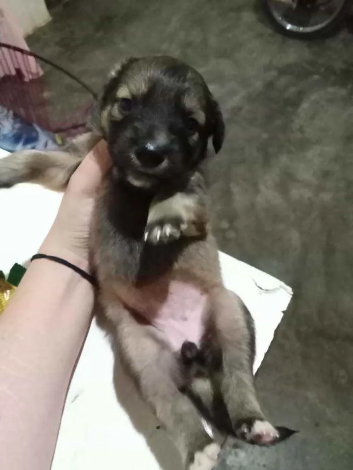 Cachorro ra a Não sei idade Abaixo de 2 meses nome Mel