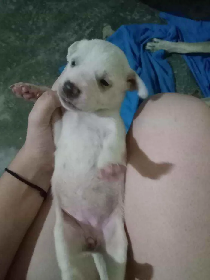 Cachorro ra a Não sei idade Abaixo de 2 meses nome Maggie