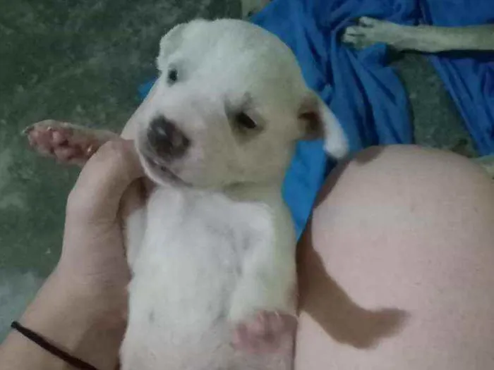 Cachorro ra a Não sei idade Abaixo de 2 meses nome Maggie