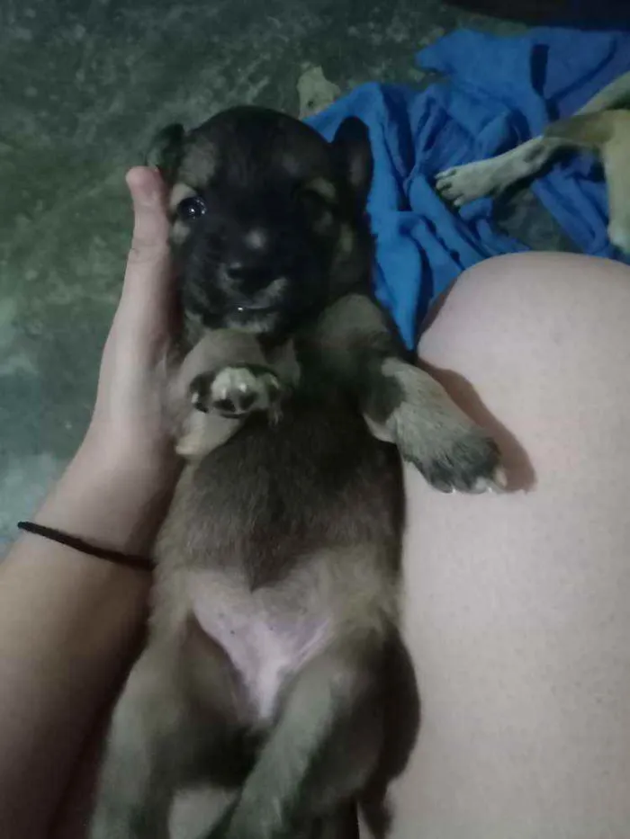 Cachorro ra a Não sei idade Abaixo de 2 meses nome Mel