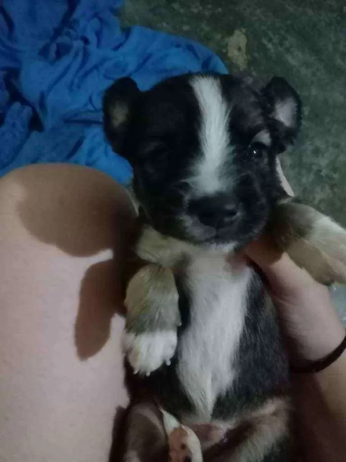 Cachorro ra a Não sei idade Abaixo de 2 meses nome Bethoven