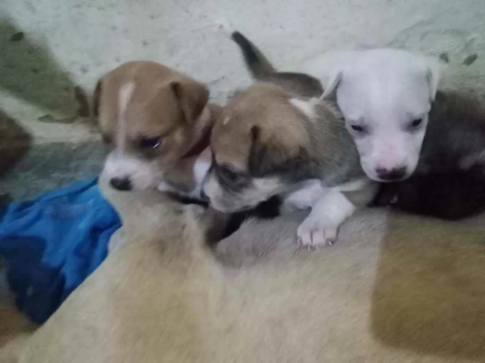 Cachorro ra a Não sei idade Abaixo de 2 meses nome Bingo