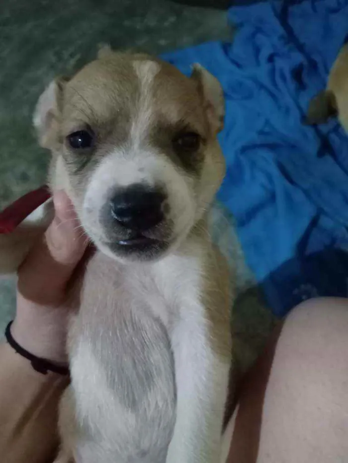 Cachorro ra a Não sei idade Abaixo de 2 meses nome Bingo