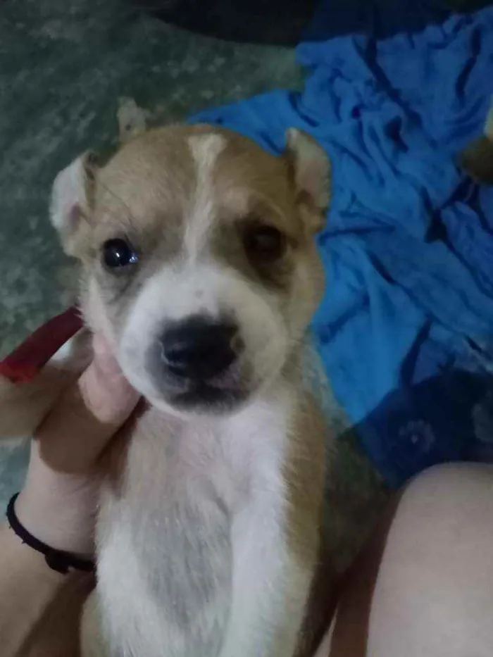 Cachorro ra a Não sei idade Abaixo de 2 meses nome Bingo