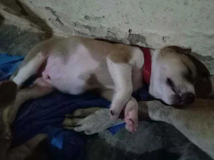 Cachorro ra a Não sei idade Abaixo de 2 meses nome Bingo