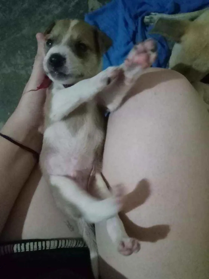 Cachorro ra a Não sei idade Abaixo de 2 meses nome Bingo