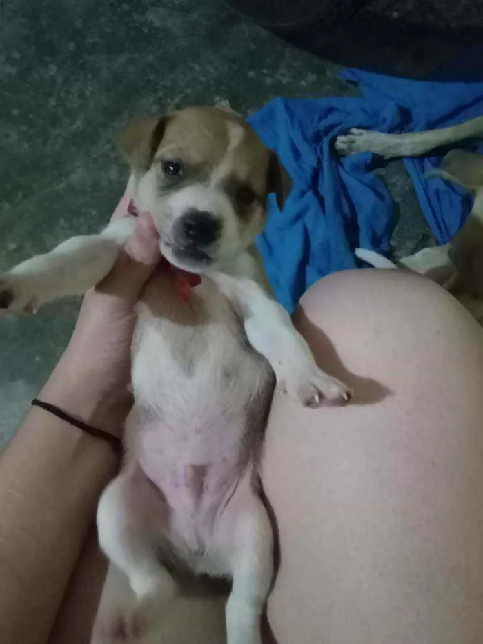 Cachorro ra a Não sei idade Abaixo de 2 meses nome Bingo