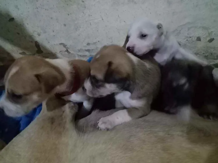 Cachorro ra a Não sei idade Abaixo de 2 meses nome São vários animais