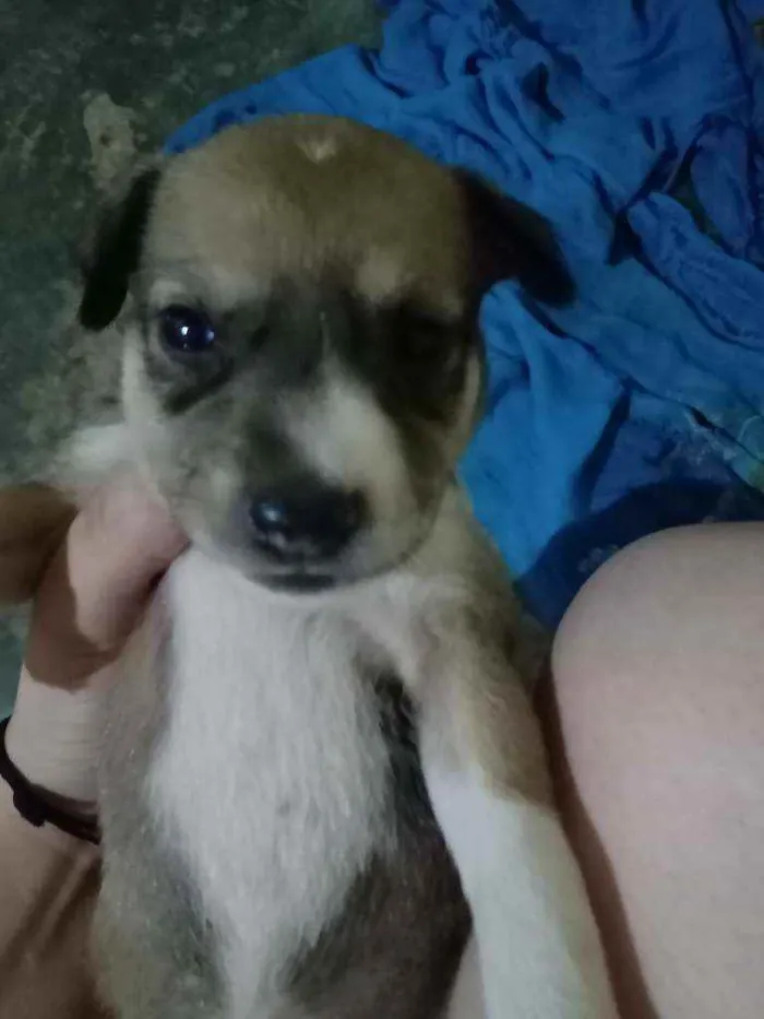 Cachorro ra a Não sei idade Abaixo de 2 meses nome São vários animais